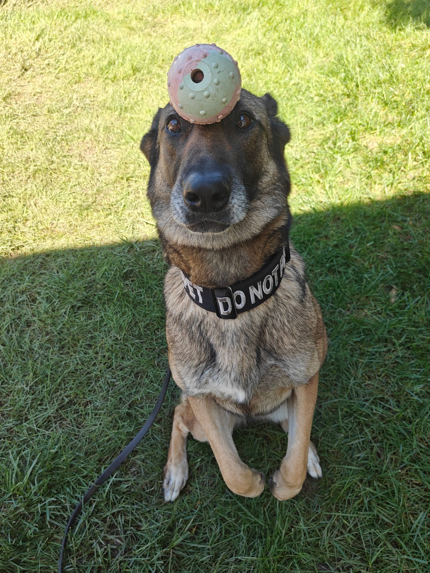Tactical Pet Obedience (Selective Clients)