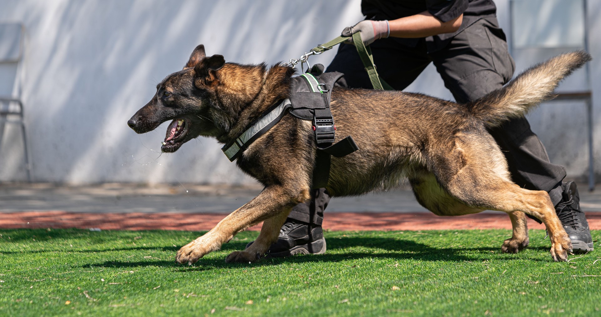 Malinois dog.Security Dog