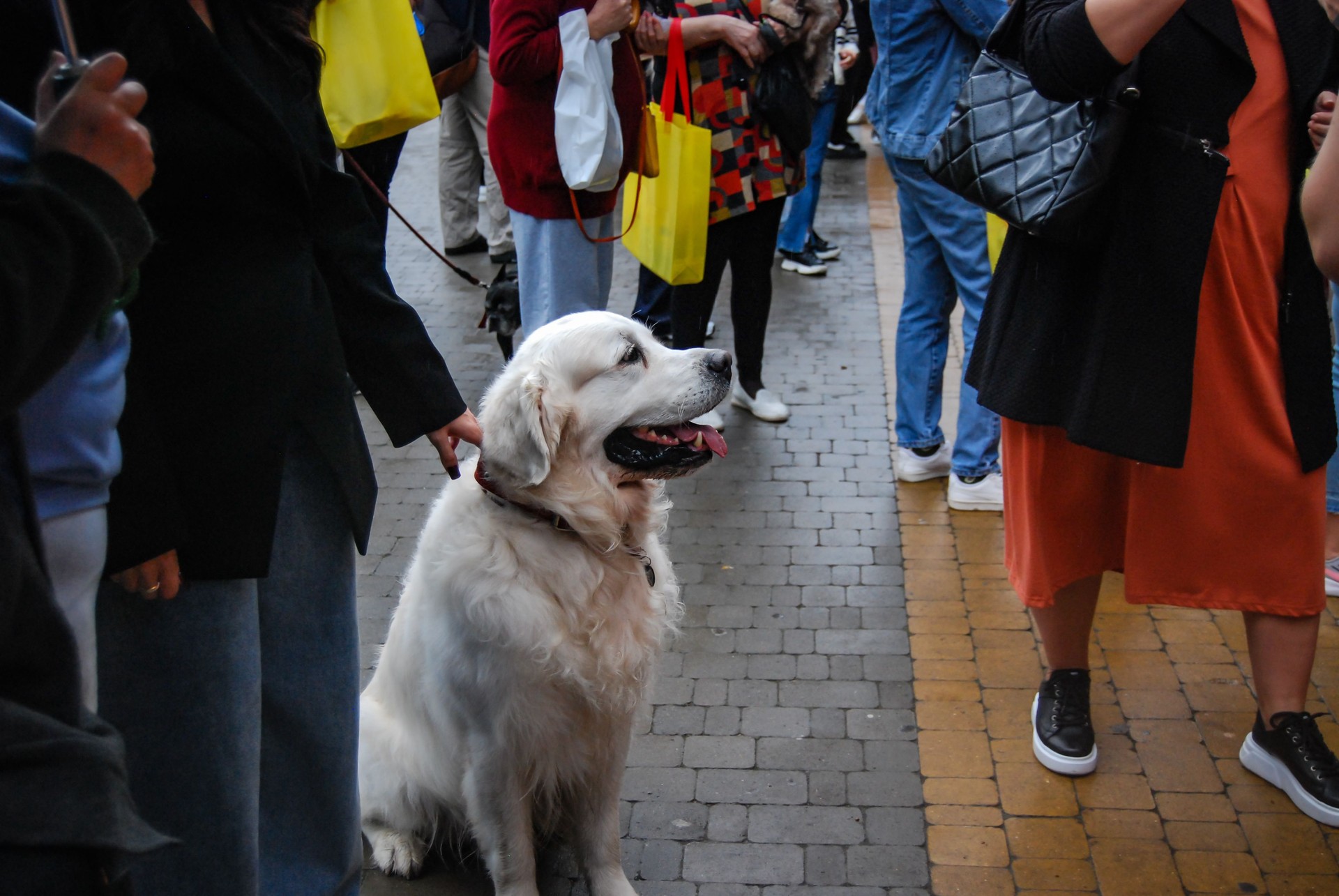 A large white dog in a crowd of people.