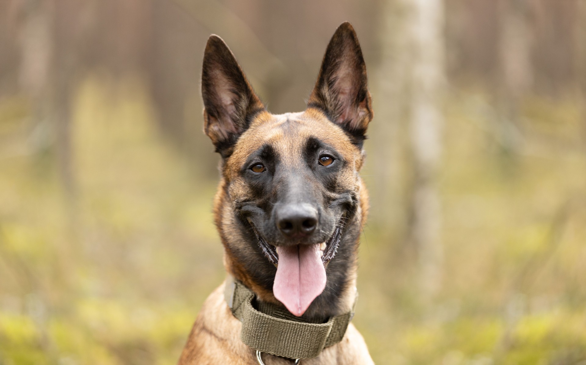 Belgian Shepherd Malinois dog portrait in forest