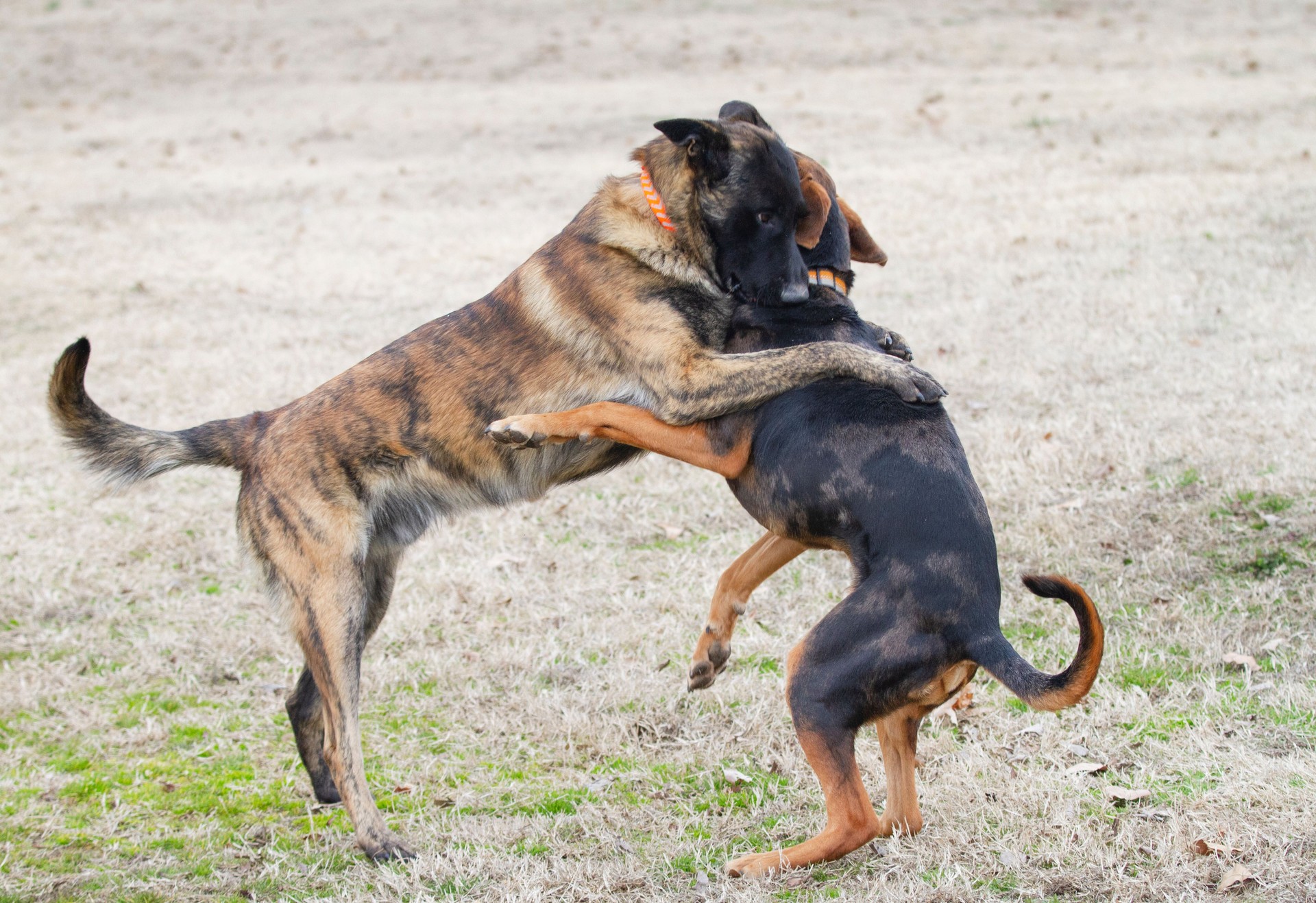 Dogs play rough standing up, action shot