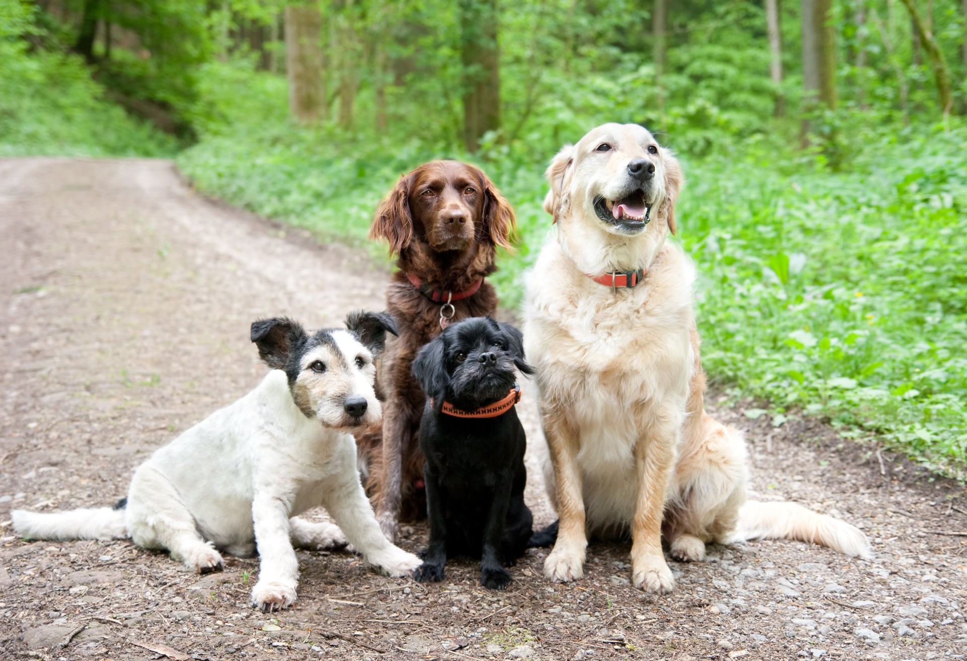 Four old Dogs in the forest