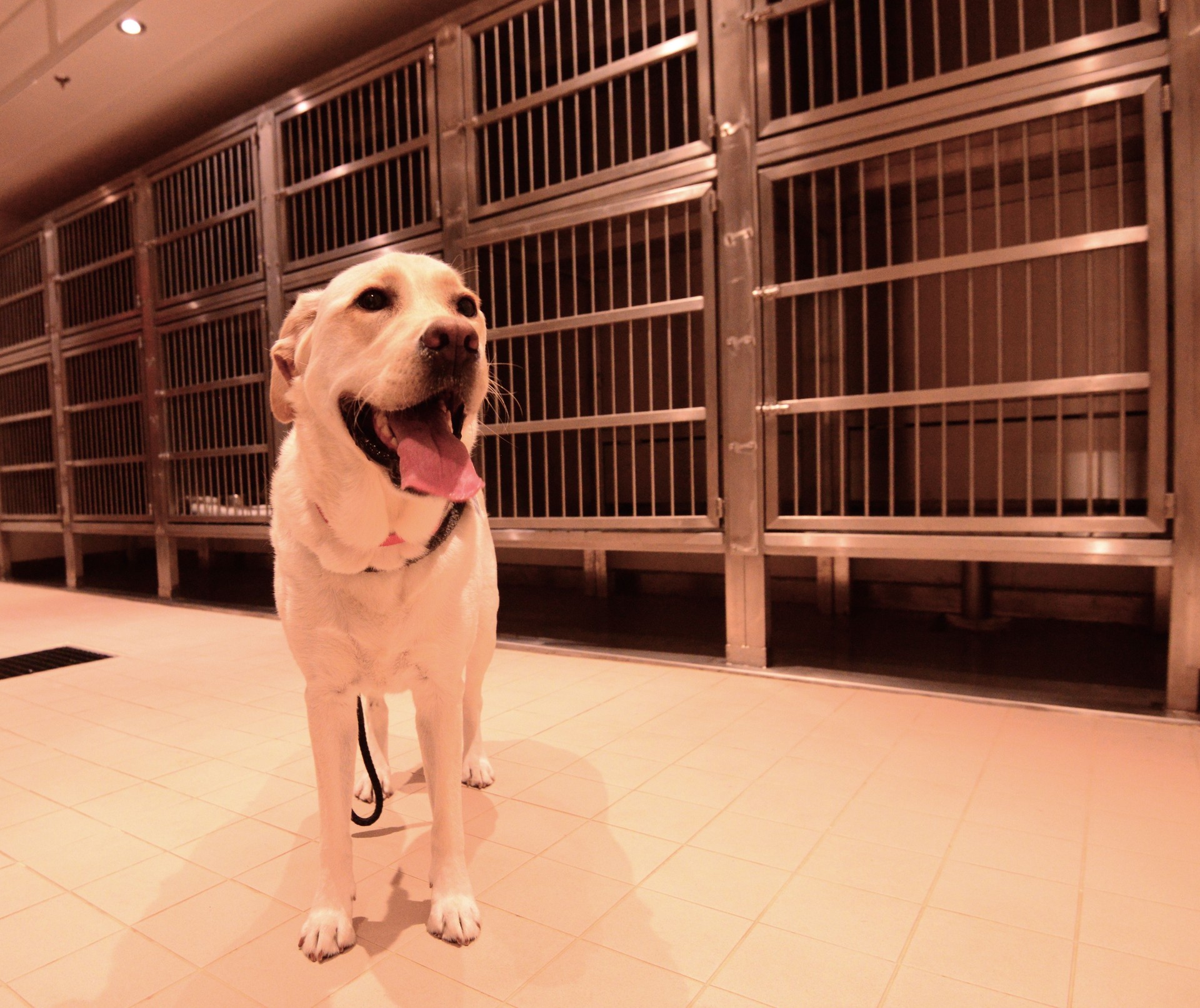 Kennel