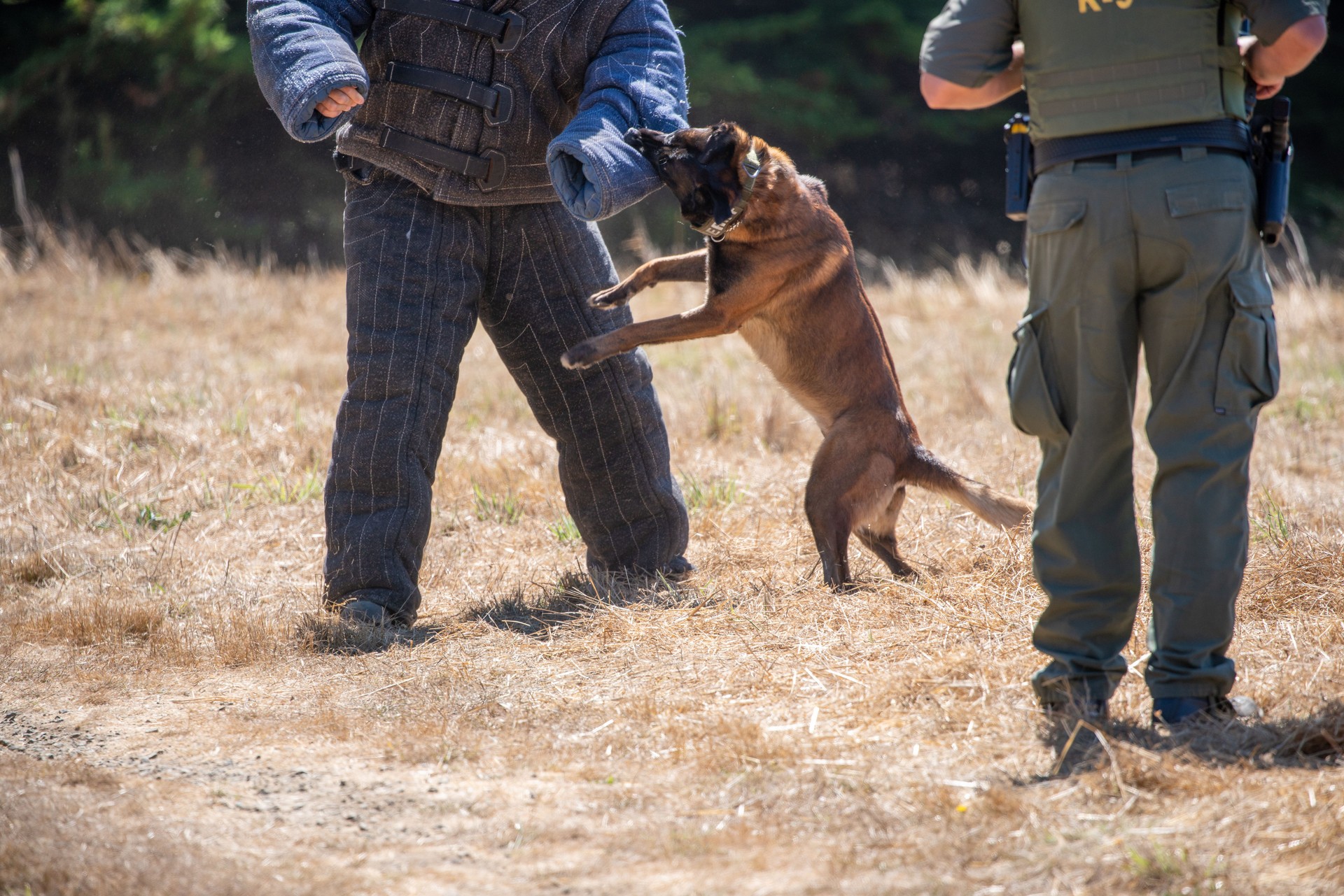 Police dog demonstration: Belgian Malinois attacks man in field