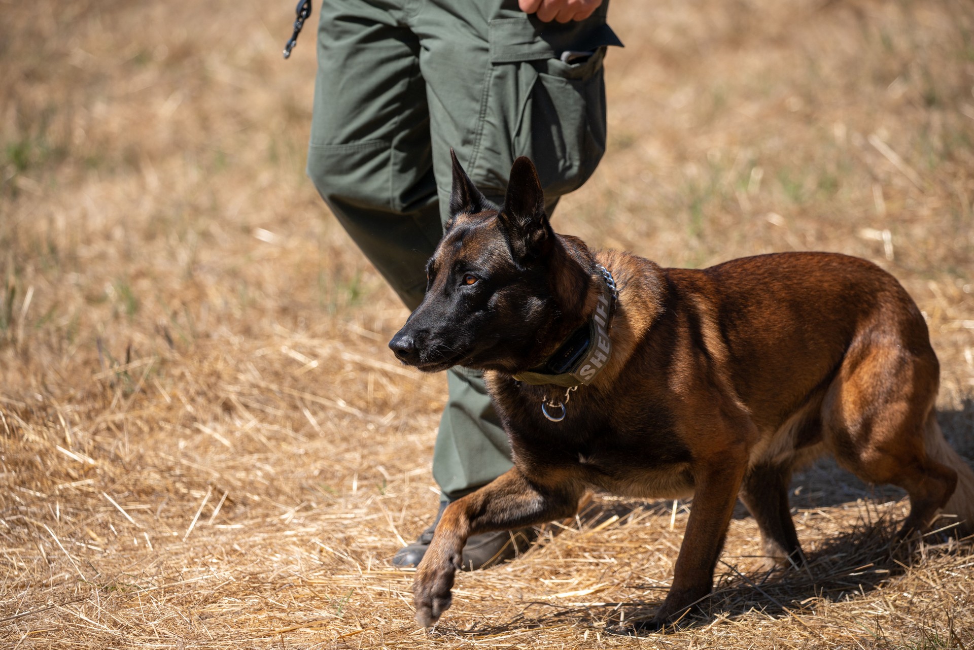 Belgian Malinois with k-9 officer during training