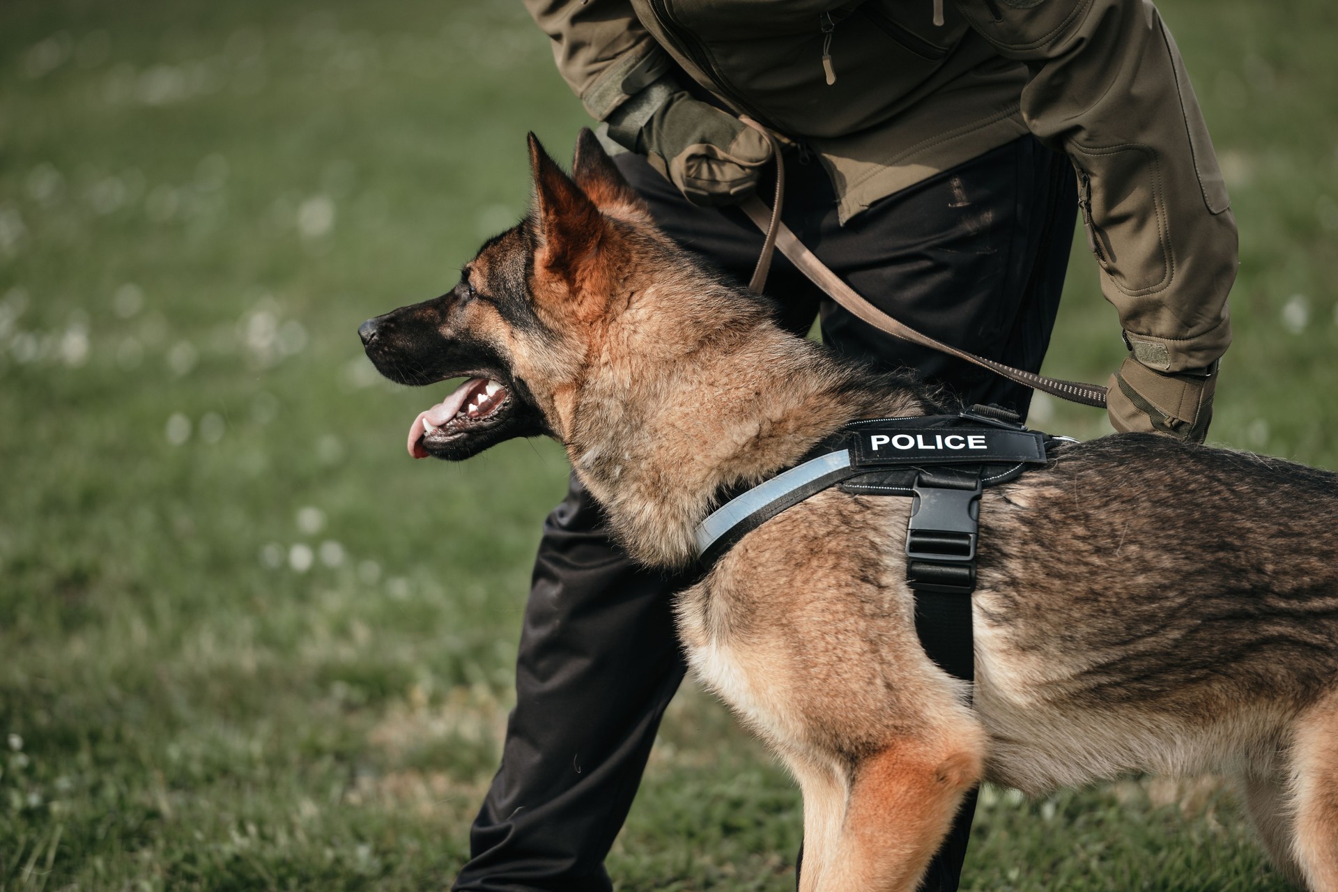 Police dog