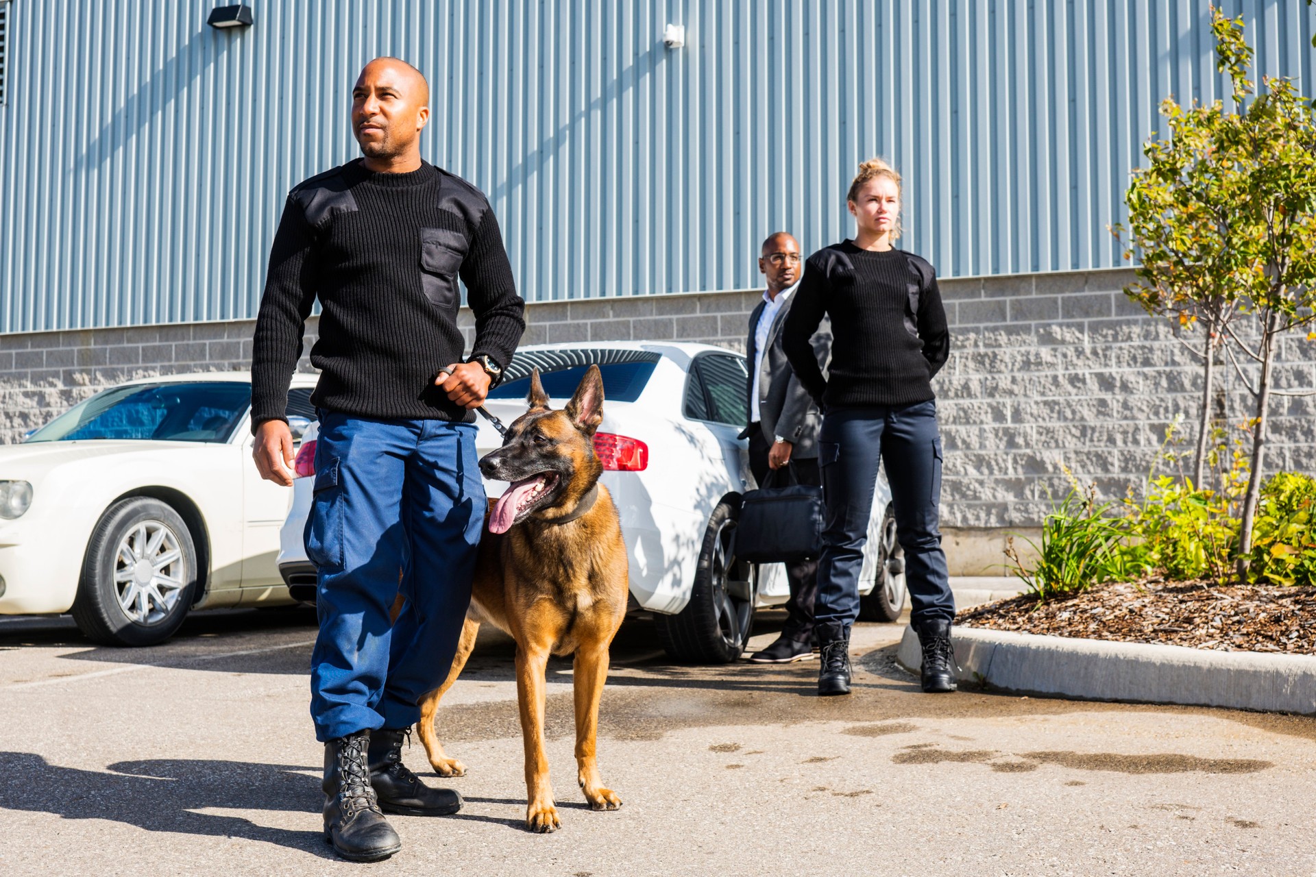 Two K-9 security professionals with a Belgian Malinois on a personal protection detail.
