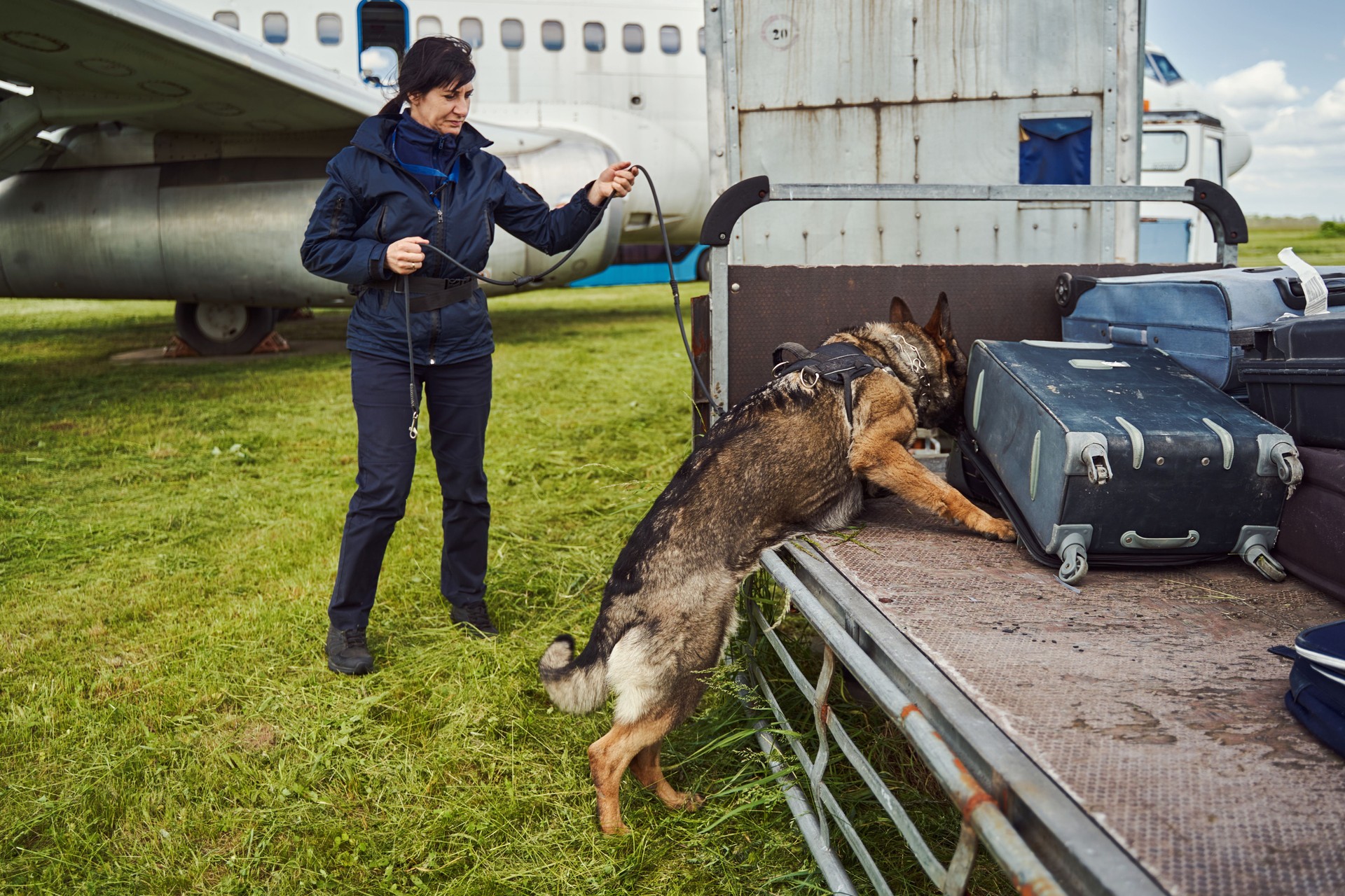 Security officer and drug detection dog checking luggage in airport
